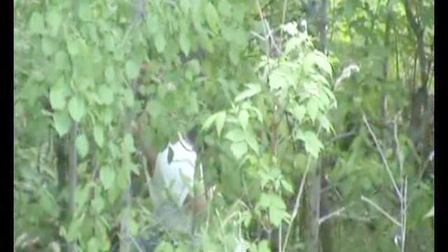 Voyeur pissing porn in the leafy woods